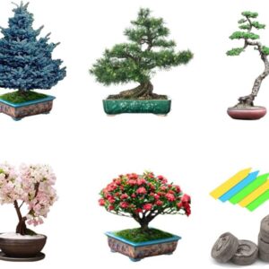 Bonsai Tree Seeds 5 Varieties of Non GMO Heirloom Bonsai Seeds Starter, Blue Spruce, Black Pine, Sakura Seeds, Redwood Tree, Flame Tree, 5pcs Plant Markers