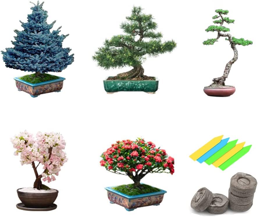 Bonsai Tree Seeds 5 Varieties of Non GMO Heirloom Bonsai Seeds Starter, Blue Spruce, Black Pine, Sakura Seeds, Redwood Tree, Flame Tree, 5pcs Plant Markers