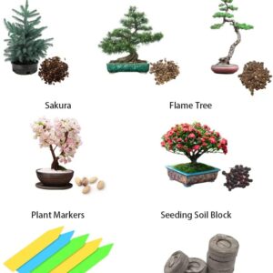 Bonsai Tree Seeds 5 Varieties of Non GMO Heirloom Bonsai Seeds Starter, Blue Spruce, Black Pine, Sakura Seeds, Redwood Tree, Flame Tree, 5pcs Plant Markers