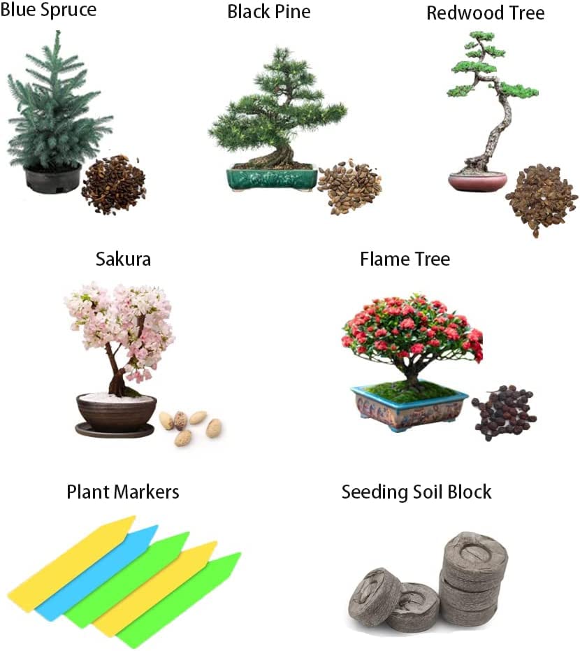 Bonsai Tree Seeds 5 Varieties of Non GMO Heirloom Bonsai Seeds Starter, Blue Spruce, Black Pine, Sakura Seeds, Redwood Tree, Flame Tree, 5pcs Plant Markers