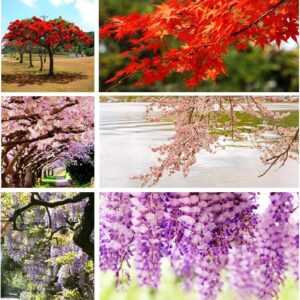 10 Popular Varieties of Non GMO Heirloom Bonsai Seeds Red Maple, elm Tree, Blue Spruce, Black Spruce, Black Pine, Wisteria, Sakura, Flame Tree, Bauhinia, Dawn Redwood