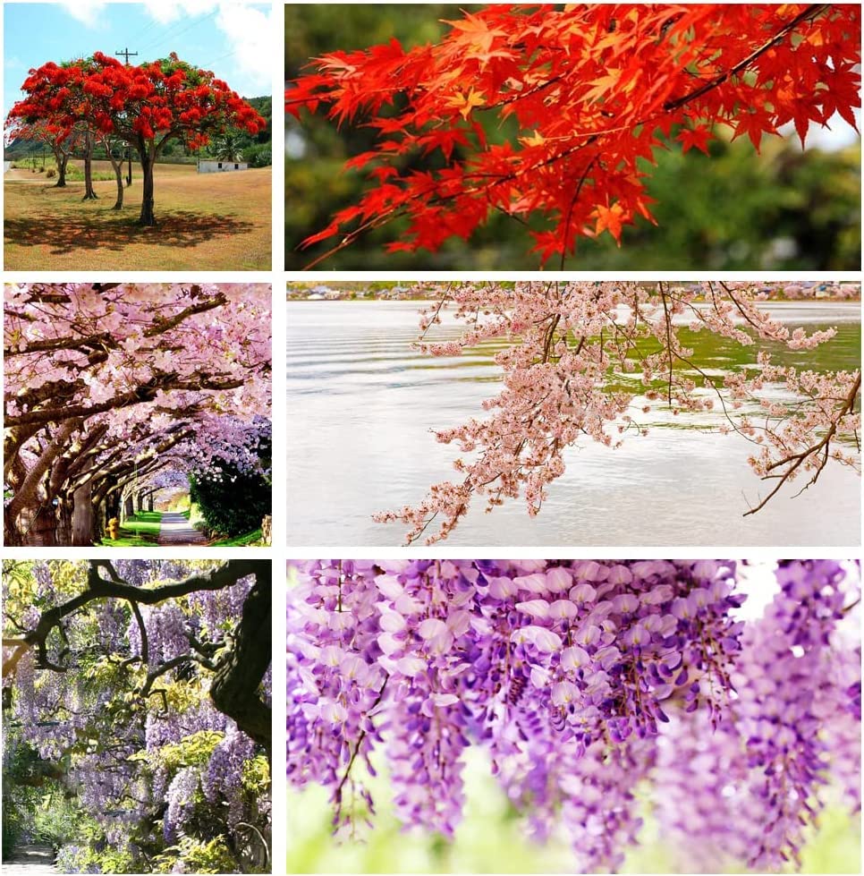10 Popular Varieties of Non GMO Heirloom Bonsai Seeds Red Maple, elm Tree, Blue Spruce, Black Spruce, Black Pine, Wisteria, Sakura, Flame Tree, Bauhinia, Dawn Redwood