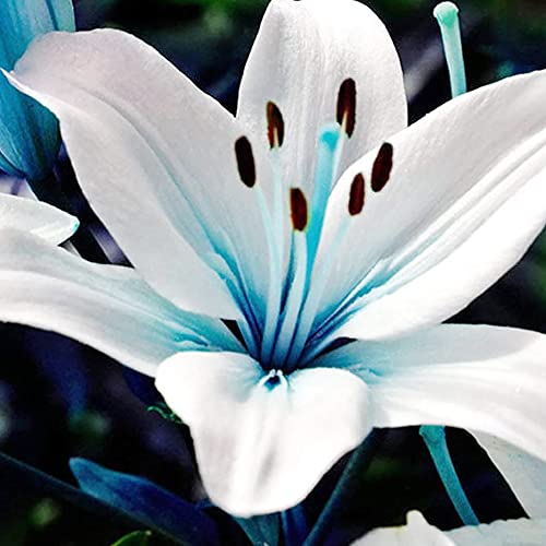 YEGAOL Garden Blue Lily Seeds 50Pcs Rare Flower Seeds Non-GMO Perennial Beautiful Bonsai Patio Garden Plant