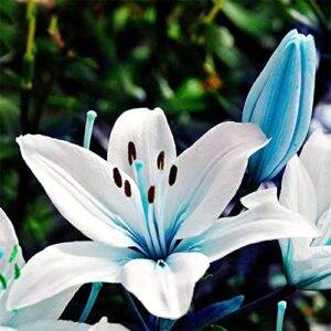 YEGAOL Garden Blue Lily Seeds 50Pcs Rare Flower Seeds Non-GMO Perennial Beautiful Bonsai Patio Garden Plant