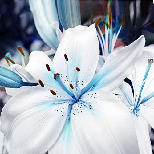 YEGAOL Garden Blue Lily Seeds 50Pcs Rare Flower Seeds Non-GMO Perennial Beautiful Bonsai Patio Garden Plant