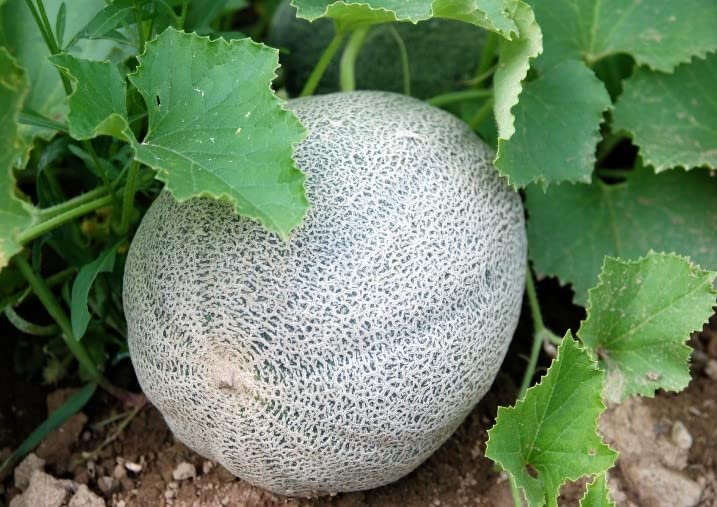 50 Minnesota Midget Cantaloupe Seeds for Planting Heirloom Non GMO 1.5+ Grams Garden Vegetable Bulk Survival Hominy