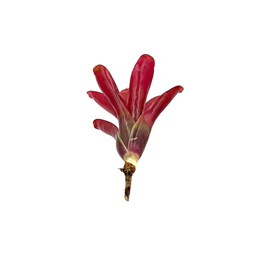 ragnaroc Live Plants - Bromeliad Neoregelia 'Fireball', Large 6" - 2ct - Live Arrival Guaranteed - House Plants for Home Decor & Gift