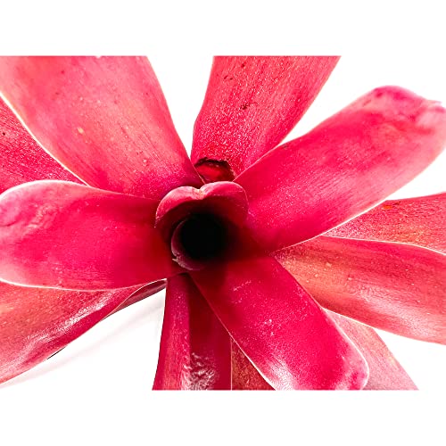 ragnaroc Live Plants - Bromeliad Neoregelia 'Fireball', Large 6" - 2ct - Live Arrival Guaranteed - House Plants for Home Decor & Gift