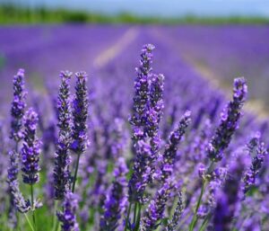 5000+ lavender seeds non-gmo heirloom perennial herb seeds 90% germination lavender seeds for planting indoors, outdoors