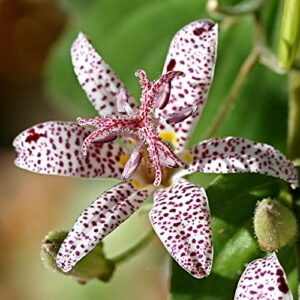 yegaol garden 20pcs japanese toad lily seeds tricyrtis hirta seeds exotic non-gmo perennial deer resistant flower seeds indoor bonsai plant