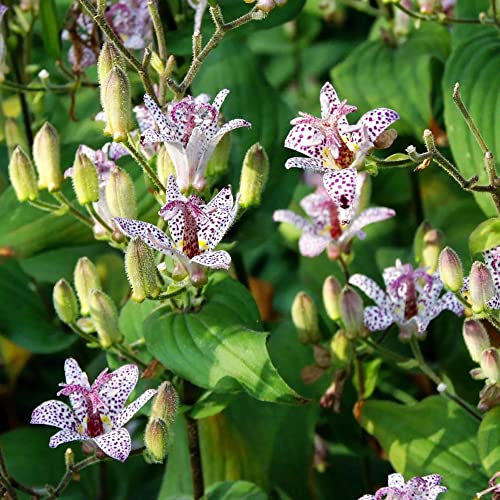 YEGAOL Garden 20Pcs Japanese Toad Lily Seeds Tricyrtis Hirta Seeds Exotic Non-GMO Perennial Deer Resistant Flower Seeds Indoor Bonsai Plant
