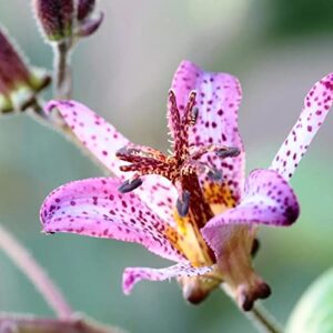 YEGAOL Garden 20Pcs Japanese Toad Lily Seeds Tricyrtis Hirta Seeds Exotic Non-GMO Perennial Deer Resistant Flower Seeds Indoor Bonsai Plant