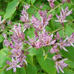 YEGAOL Garden 20Pcs Japanese Toad Lily Seeds Tricyrtis Hirta Seeds Exotic Non-GMO Perennial Deer Resistant Flower Seeds Indoor Bonsai Plant