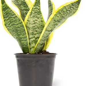 Altman Plants, Live Snake Plant, Sansevieria trifasciata Superba, Fully Rooted Indoor House Plant in Pot, Mother in Law Tongue Sansevieria Plant, Potted Succulent Plant, Houseplant in Potting Soil