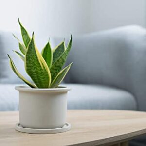 Altman Plants, Live Snake Plant, Sansevieria trifasciata Superba, Fully Rooted Indoor House Plant in Pot, Mother in Law Tongue Sansevieria Plant, Potted Succulent Plant, Houseplant in Potting Soil