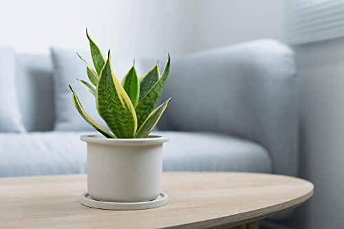 Altman Plants, Live Snake Plant, Sansevieria trifasciata Superba, Fully Rooted Indoor House Plant in Pot, Mother in Law Tongue Sansevieria Plant, Potted Succulent Plant, Houseplant in Potting Soil