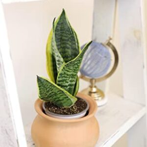 Altman Plants, Live Snake Plant, Sansevieria trifasciata Superba, Fully Rooted Indoor House Plant in Pot, Mother in Law Tongue Sansevieria Plant, Potted Succulent Plant, Houseplant in Potting Soil