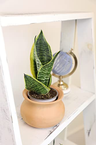 Altman Plants, Live Snake Plant, Sansevieria trifasciata Superba, Fully Rooted Indoor House Plant in Pot, Mother in Law Tongue Sansevieria Plant, Potted Succulent Plant, Houseplant in Potting Soil