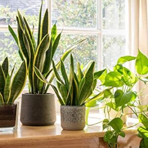 Altman Plants, Live Snake Plant, Sansevieria trifasciata Superba, Fully Rooted Indoor House Plant in Pot, Mother in Law Tongue Sansevieria Plant, Potted Succulent Plant, Houseplant in Potting Soil