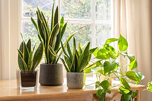 Altman Plants, Live Snake Plant, Sansevieria trifasciata Superba, Fully Rooted Indoor House Plant in Pot, Mother in Law Tongue Sansevieria Plant, Potted Succulent Plant, Houseplant in Potting Soil