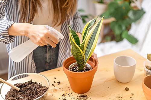 Altman Plants, Live Snake Plant, Sansevieria trifasciata Superba, Fully Rooted Indoor House Plant in Pot, Mother in Law Tongue Sansevieria Plant, Potted Succulent Plant, Houseplant in Potting Soil