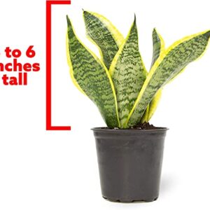 Altman Plants, Live Snake Plant, Sansevieria trifasciata Superba, Fully Rooted Indoor House Plant in Pot, Mother in Law Tongue Sansevieria Plant, Potted Succulent Plant, Houseplant in Potting Soil