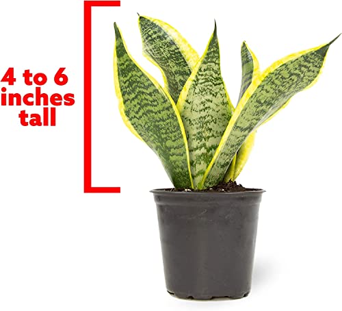 Altman Plants, Live Snake Plant, Sansevieria trifasciata Superba, Fully Rooted Indoor House Plant in Pot, Mother in Law Tongue Sansevieria Plant, Potted Succulent Plant, Houseplant in Potting Soil