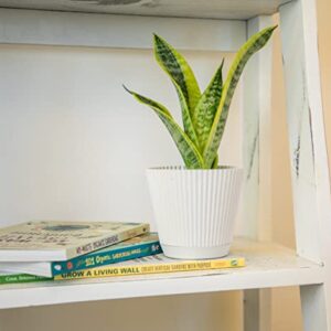 Altman Plants, Live Snake Plant, Sansevieria trifasciata Superba, Fully Rooted Indoor House Plant in Pot, Mother in Law Tongue Sansevieria Plant, Potted Succulent Plant, Houseplant in Potting Soil