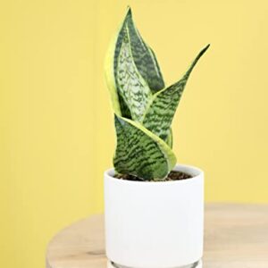 Altman Plants, Live Snake Plant, Sansevieria trifasciata Superba, Fully Rooted Indoor House Plant in Pot, Mother in Law Tongue Sansevieria Plant, Potted Succulent Plant, Houseplant in Potting Soil