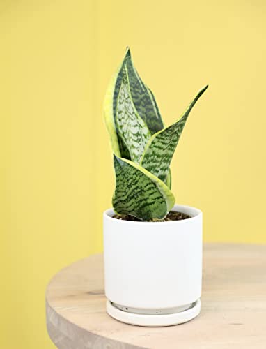 Altman Plants, Live Snake Plant, Sansevieria trifasciata Superba, Fully Rooted Indoor House Plant in Pot, Mother in Law Tongue Sansevieria Plant, Potted Succulent Plant, Houseplant in Potting Soil