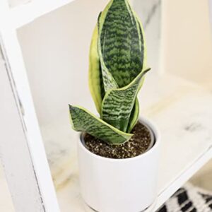 Altman Plants, Live Snake Plant, Sansevieria trifasciata Superba, Fully Rooted Indoor House Plant in Pot, Mother in Law Tongue Sansevieria Plant, Potted Succulent Plant, Houseplant in Potting Soil