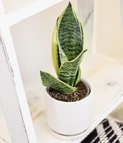 Altman Plants, Live Snake Plant, Sansevieria trifasciata Superba, Fully Rooted Indoor House Plant in Pot, Mother in Law Tongue Sansevieria Plant, Potted Succulent Plant, Houseplant in Potting Soil