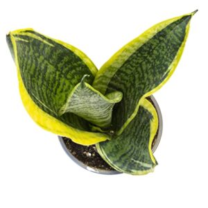 Altman Plants, Live Snake Plant, Sansevieria trifasciata Superba, Fully Rooted Indoor House Plant in Pot, Mother in Law Tongue Sansevieria Plant, Potted Succulent Plant, Houseplant in Potting Soil