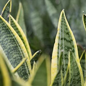 Altman Plants, Live Snake Plant, Sansevieria trifasciata Superba, Fully Rooted Indoor House Plant in Pot, Mother in Law Tongue Sansevieria Plant, Potted Succulent Plant, Houseplant in Potting Soil