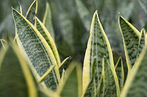 Altman Plants, Live Snake Plant, Sansevieria trifasciata Superba, Fully Rooted Indoor House Plant in Pot, Mother in Law Tongue Sansevieria Plant, Potted Succulent Plant, Houseplant in Potting Soil