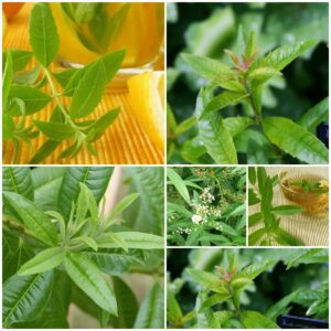 200-Lemon Verbena Seeds for Planting - (Aloysia Wrightii) -