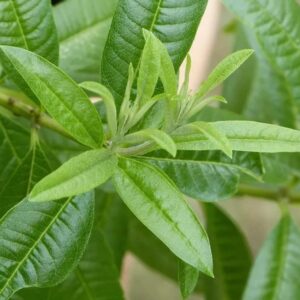 200-Lemon Verbena Seeds for Planting - (Aloysia Wrightii) -