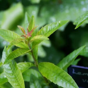 200-Lemon Verbena Seeds for Planting - (Aloysia Wrightii) -