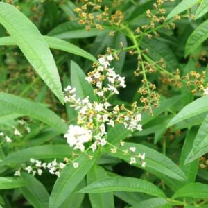 200-Lemon Verbena Seeds for Planting - (Aloysia Wrightii) -