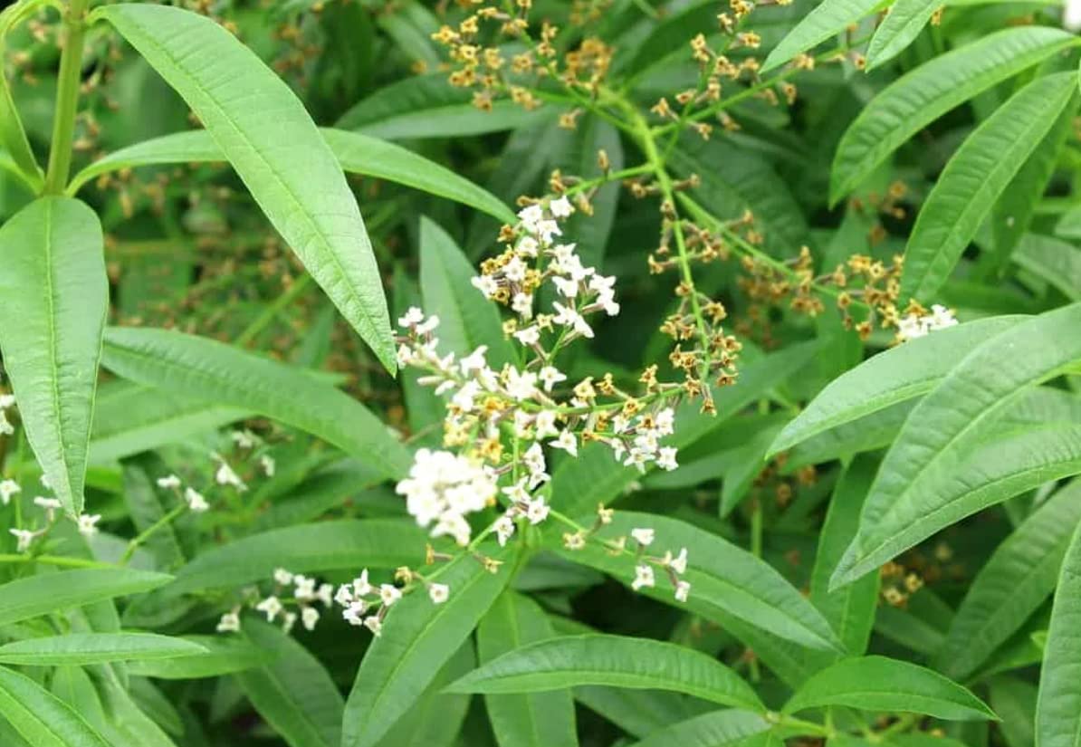 200-Lemon Verbena Seeds for Planting - (Aloysia Wrightii) -