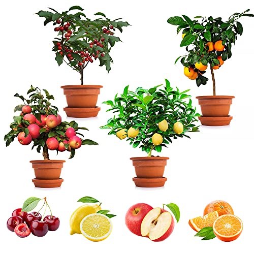 200+ Mix Dwarf Bonsai Fruit Tree Seeds for Planting, 4 Variety Individual Packs, 50+ Lemon Tree Seeds 50+ Cherry Tree Seeds 50+ Orange Tree Seeds 50+ Apple Seeds Organic Heirloom Fruit Seeds