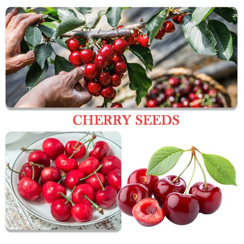 200+ Mix Dwarf Bonsai Fruit Tree Seeds for Planting, 4 Variety Individual Packs, 50+ Lemon Tree Seeds 50+ Cherry Tree Seeds 50+ Orange Tree Seeds 50+ Apple Seeds Organic Heirloom Fruit Seeds