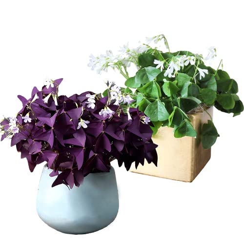 30pcs Mix Oxalis Triangularis Bulbs Purple and Green Shamrocks Bulbs Robust Bulbs for Planting Easy to Grow