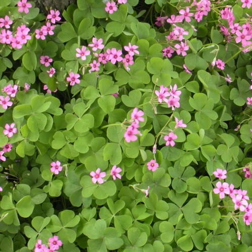 30pcs Mix Oxalis Triangularis Bulbs Purple and Green Shamrocks Bulbs Robust Bulbs for Planting Easy to Grow