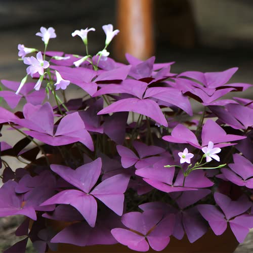 30pcs Mix Oxalis Triangularis Bulbs Purple and Green Shamrocks Bulbs Robust Bulbs for Planting Easy to Grow