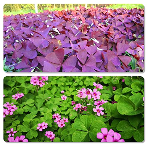 30pcs Mix Oxalis Triangularis Bulbs Purple and Green Shamrocks Bulbs Robust Bulbs for Planting Easy to Grow