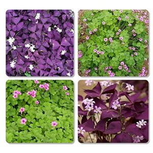 30pcs Mix Oxalis Triangularis Bulbs Purple and Green Shamrocks Bulbs Robust Bulbs for Planting Easy to Grow