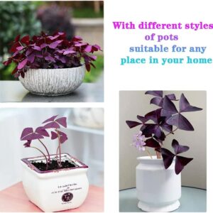 30pcs Mix Oxalis Triangularis Bulbs Purple and Green Shamrocks Bulbs Robust Bulbs for Planting Easy to Grow