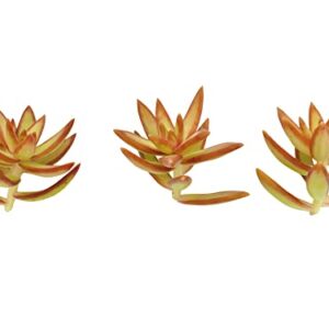 Live Succulent Cuttings (3 Sedum Adolphi 'Firestorm'), Succulents Plants Live, Succulent Plant NO Roots, House Plants Live Office Decoration, DIY Projects, Party Favor Gift by The Succulent Cult