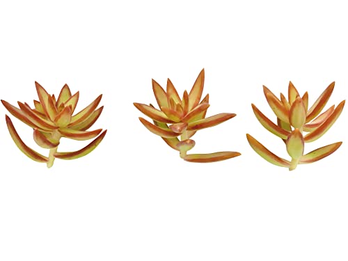 Live Succulent Cuttings (3 Sedum Adolphi 'Firestorm'), Succulents Plants Live, Succulent Plant NO Roots, House Plants Live Office Decoration, DIY Projects, Party Favor Gift by The Succulent Cult